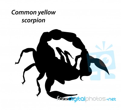 Common Yellow Scorpion Silhouette Style Stock Image