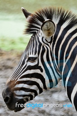 Common Zebra Stock Photo