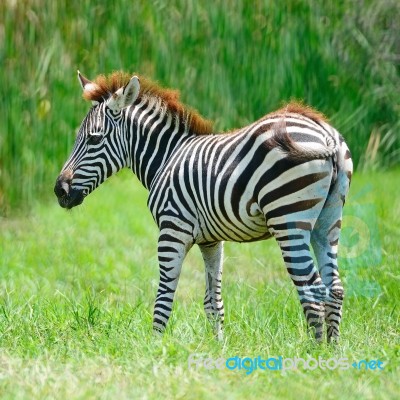 Common Zebra Stock Photo