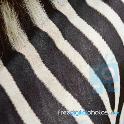 Common Zebra Skin Stock Photo