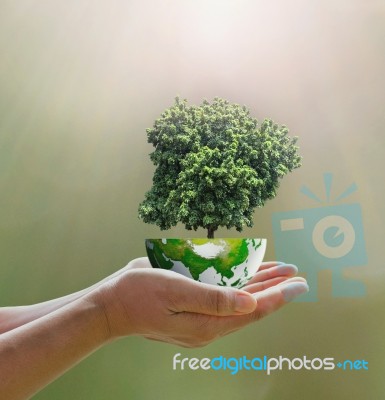 Concept  Hands And  World Tree Stock Photo