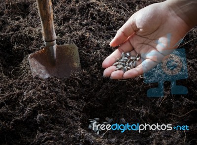 Conceptual Of Hand Plant And Sunflowers Seed In To Plantation So… Stock Photo