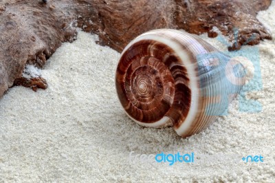 Cone Shaped Shell Stock Photo