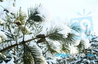 Cones On A Branch In The Snow Stock Photo