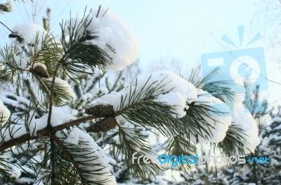 Cones On A Branch In The Snow Stock Photo