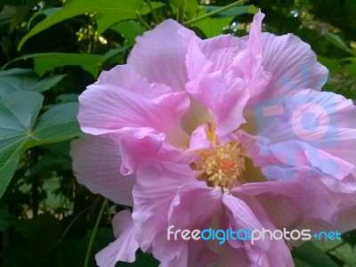 Confederate Rose Bloom Stock Photo