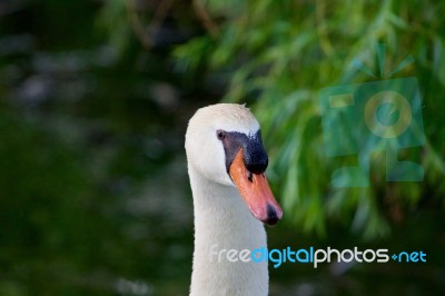 Confident Strong Mute Swans Close-up Stock Photo