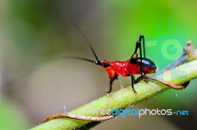 Conocephalus Melas Tiny Red Cricket Stock Photo