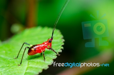 Conocephalus Melas Tiny Red Cricket Stock Photo