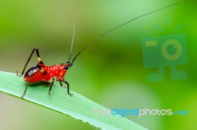 Conocephalus Melas Tiny Red Cricket Stock Photo