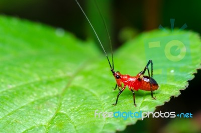 Conocephalus Melas Tiny Red Cricket Stock Photo