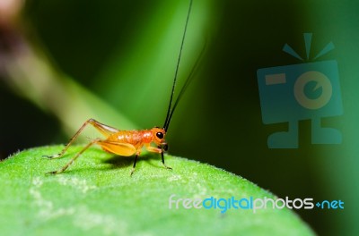 Conocephalus Melas Tiny Red Young Cricket Stock Photo