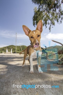 Cool Cute Domestic Pet Dog Stock Photo