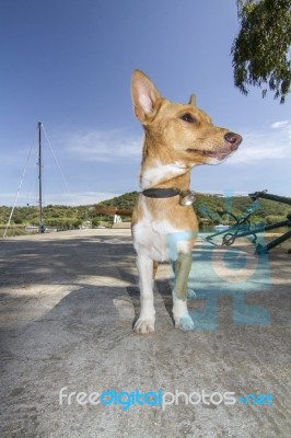 Cool Cute Domestic Pet Dog Stock Photo