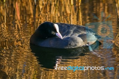 Coot Bathed In Golden Reflections Stock Photo