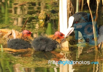 Coot Feeding Chicks Stock Photo