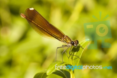 Copper Demoiselle Insect Stock Photo