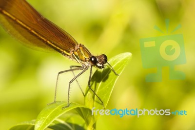 Copper Demoiselle Insect Stock Photo