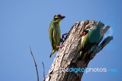 Coppersmith Barbet Stock Photo