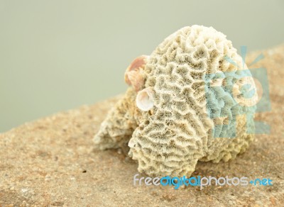 Coral Stock Photo