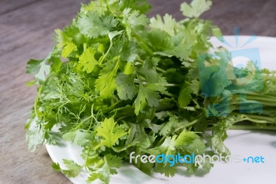 Coriander Close Up, Thai Tradition Herb And Vegetable Stock Photo