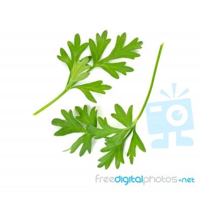 Coriander Leaf Isolated On The White Background Stock Photo