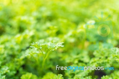 Coriander Leaf Selective Focus Stock Photo