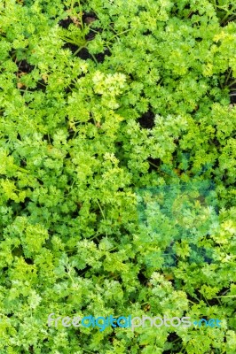 Coriander Leaf Texture Background Stock Photo