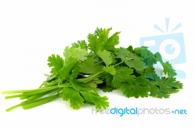 Coriander Leaves (coriandrum Sativum) On White Background Stock Photo