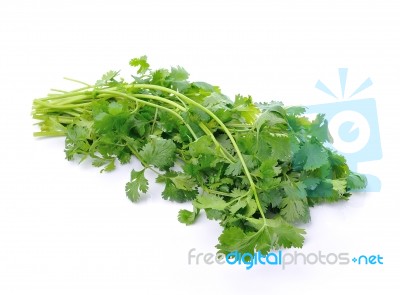 Coriander On White Background Stock Photo