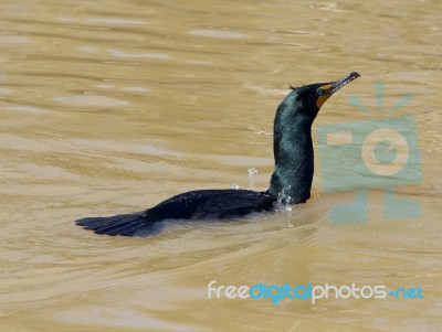 Cormorant Stock Photo