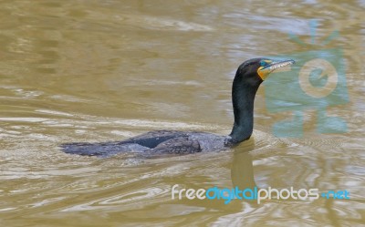 Cormorant Close-up Stock Photo