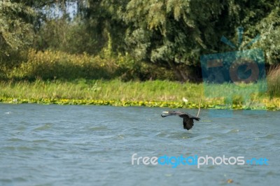 Cormorant Flying Along The Danube Delta Stock Photo