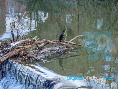 Cormorant Standing On A Fallen Tree Stuck In The Weir On The Riv… Stock Photo