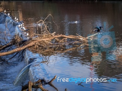 Cormorant Standing On A Fallen Tree Stuck In The Weir On The Riv… Stock Photo