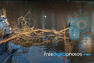 Cormorant Standing On A Fallen Tree Stuck In The Weir On The Riv… Stock Photo