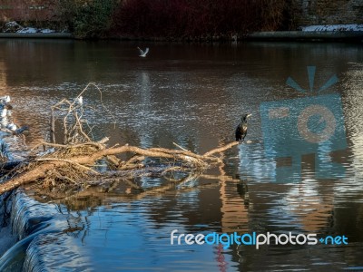 Cormorant Standing On A Fallen Tree Stuck In The Weir On The Riv… Stock Photo