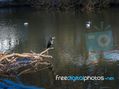 Cormorant Standing On A Fallen Tree Stuck In The Weir On The Riv… Stock Photo