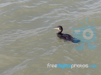 Cormorant Swimming In The Harbour Entrance To Lagos In Portugal Stock Photo