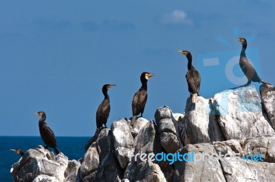 Cormorants Stock Photo