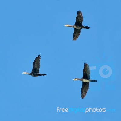 Cormorants In Fligh Stock Photo