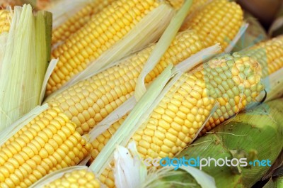 Corn Stock Photo