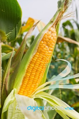 Corn Stock Photo