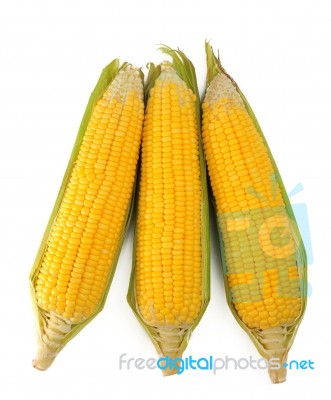 Corn Stock Photo