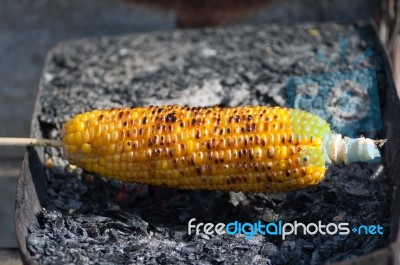 Corn Stock Photo