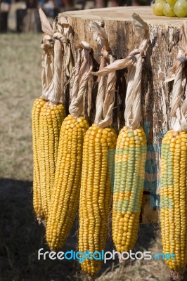 Corn Stock Photo