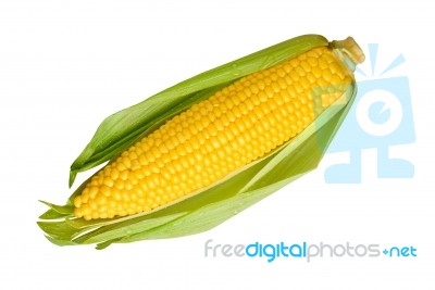 Corn Stock Photo