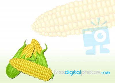 Corn Stock Image