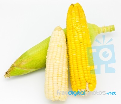 Corn Stock Photo