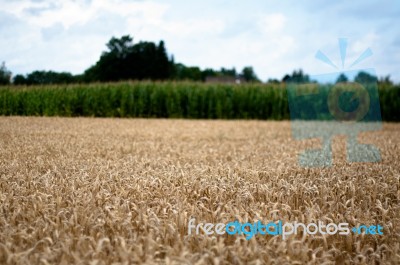 Corn And Maize Field Stock Photo